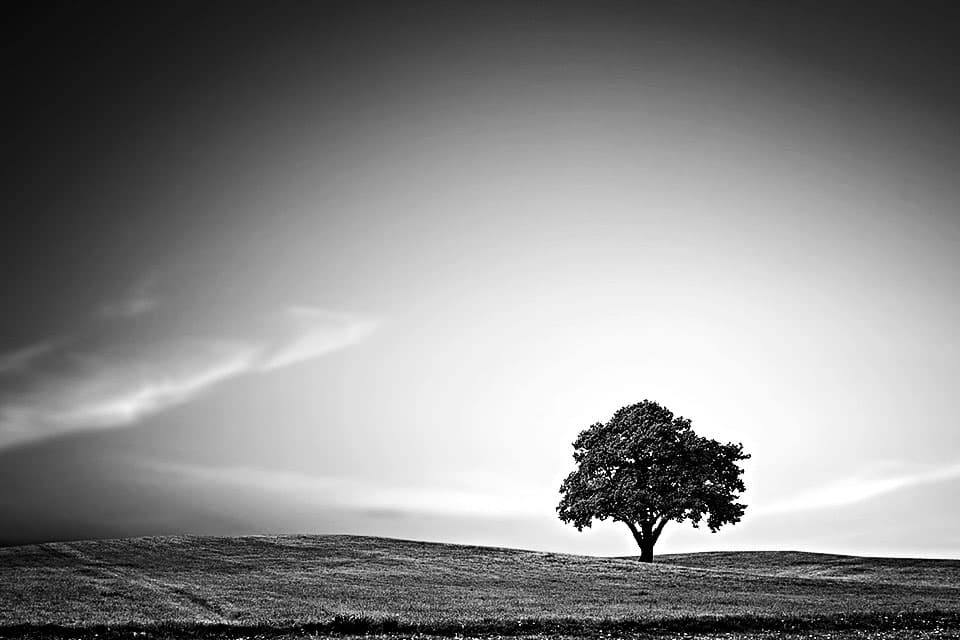 Quote: The Best Time to Plant a Tree